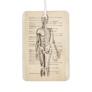 Human Anatomy & Physiology Diagram Air Freshener