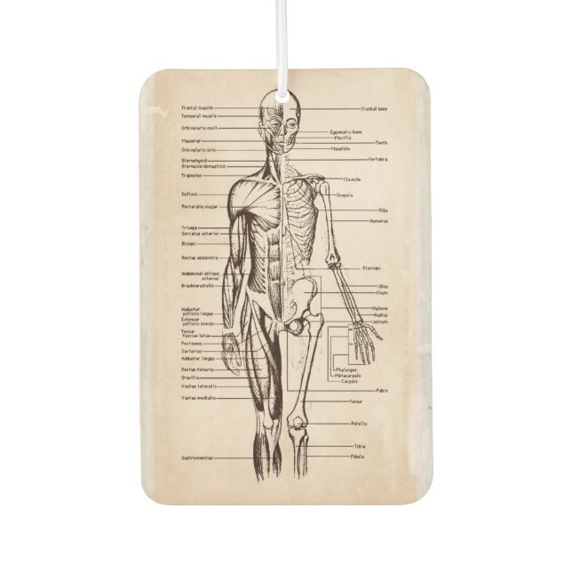 Human Anatomy & Physiology Diagram Air Freshener (Front)
