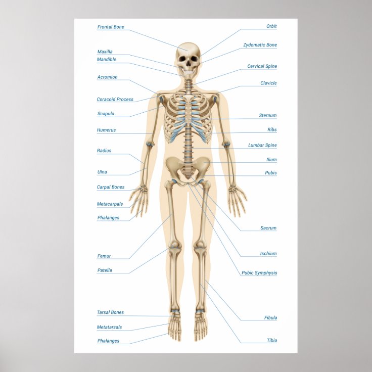 Human Anatomy Poster | Zazzle