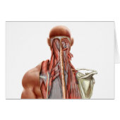 Human Anatomy Showing Deep Muscles In The Neck (Front Horizontal)