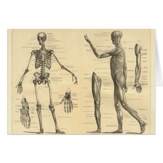 Human Anatomy Skeleton and muscles of the body (Front Horizontal)