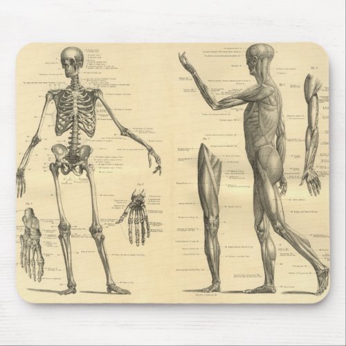 Human Anatomy Skeleton and muscles of the body Mouse Pad