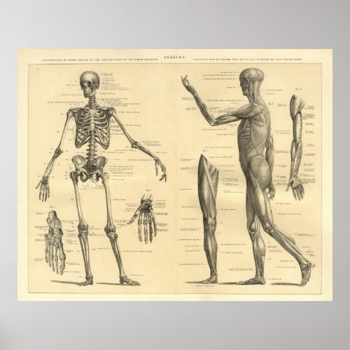 Human Anatomy Skeleton and muscles of the body Poster