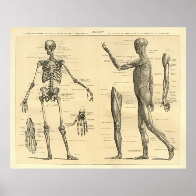 Human Anatomy Skeleton and muscles of the body Poster | Zazzle