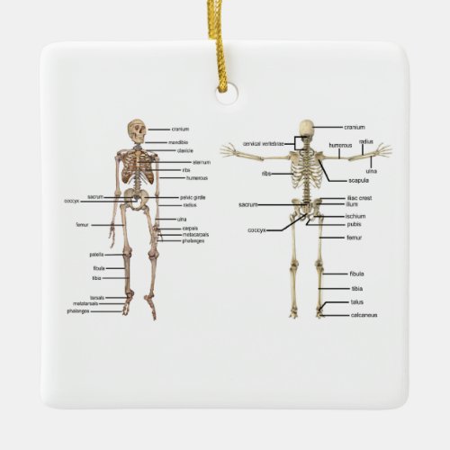 Human Anatomy Skeleton medical diagram labeled Ceramic Ornament
