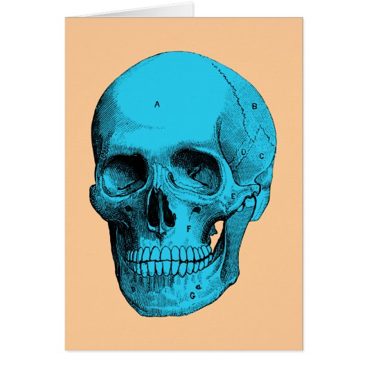 Human Anatomy Skull Cards (Front)