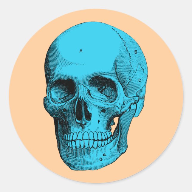 Human Anatomy Skull Classic Round Sticker (Front)