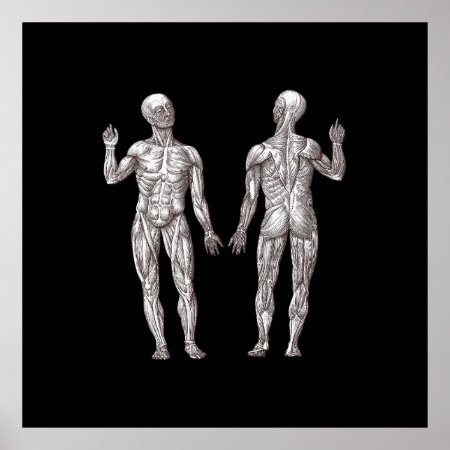 Human Anatomy - The Muscular System Poster (Front)