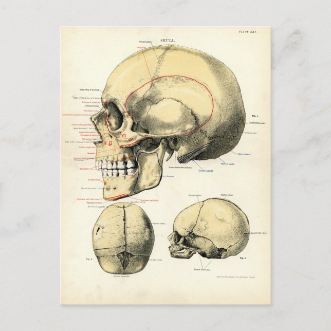 Human Anatomy - The Skull Postcard (Front)