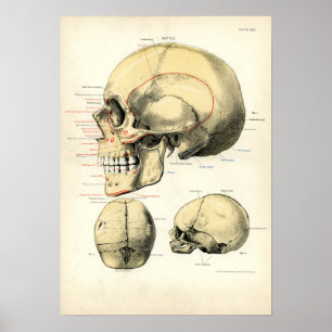 Human Anatomy - The Skull Poster