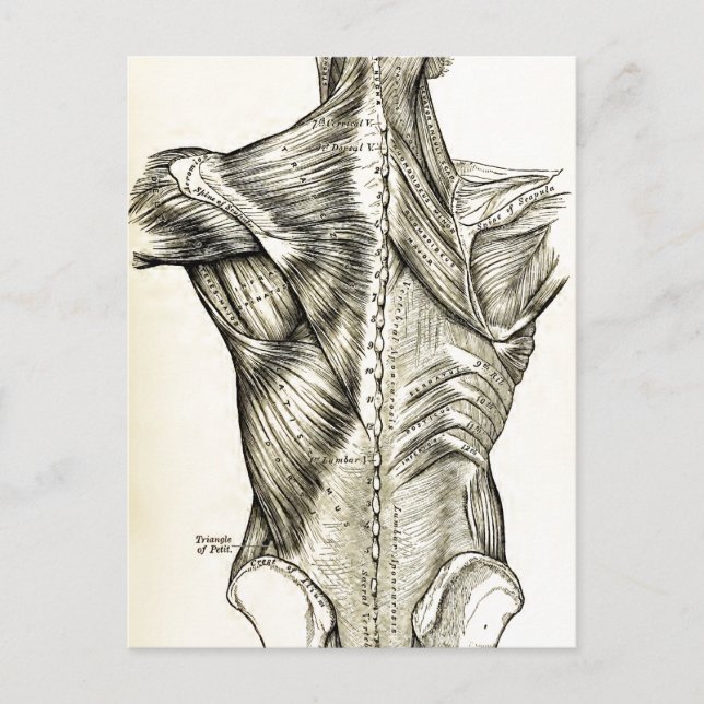 Human Anatomy Vintage Art Back Muscles (1890) Postcard (Front)