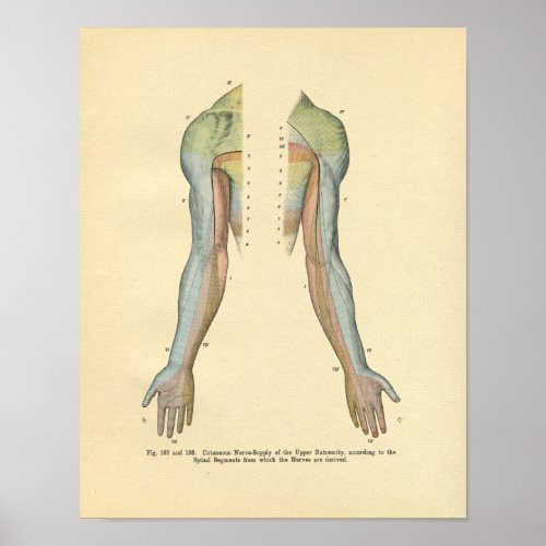 Human Arm Cutaneous Nerve Innervation Print