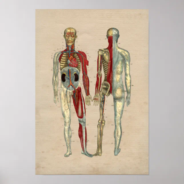 Human Arteries Heart Anatomy 1841 Print | Zazzle
