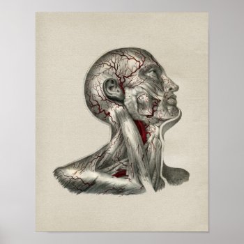 Human Artery Anatomy Vintage Print by AcupunctureProducts at Zazzle