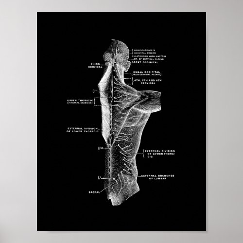 Human Back Anatomy in Black and White Print