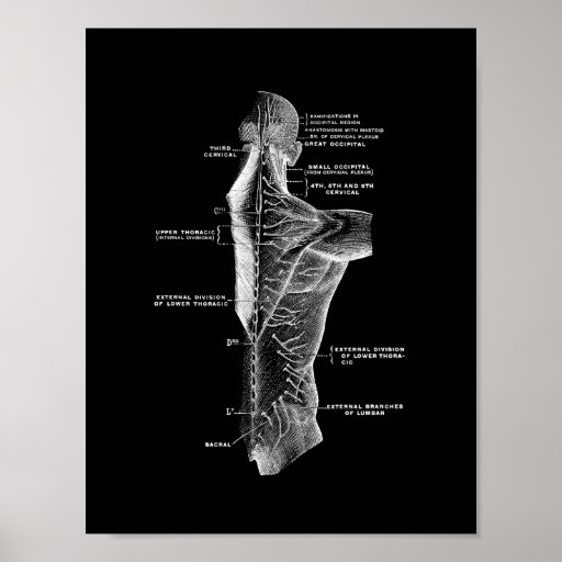 Human Back Anatomy in Black and White Print | Zazzle