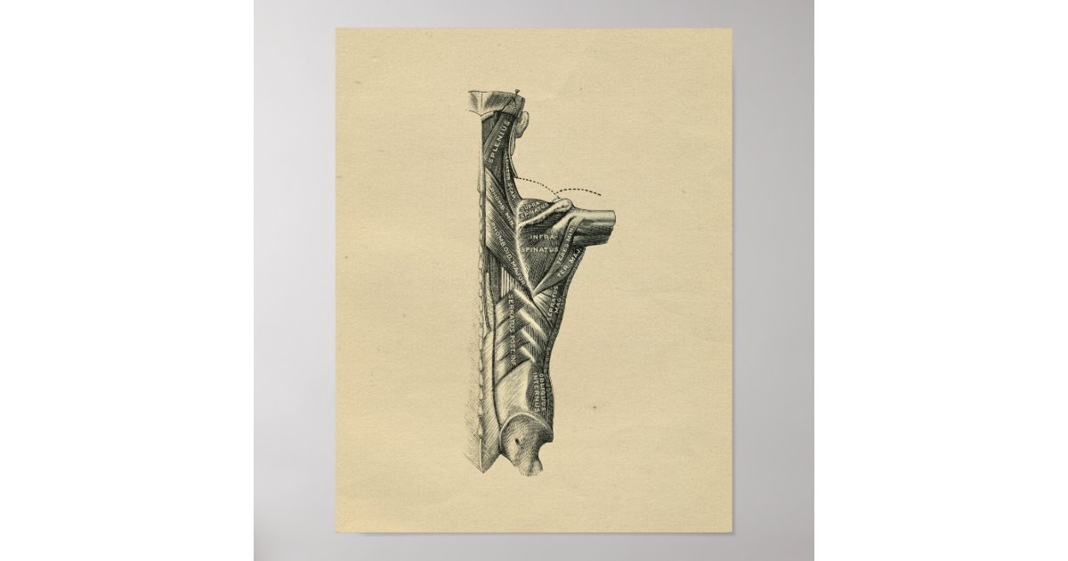 Human Back Muscles Anatomy 1902 Vintage Print | Zazzle