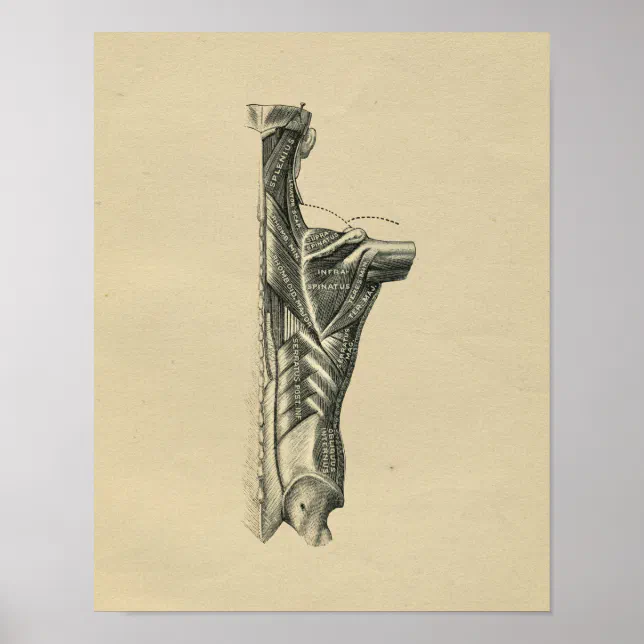 Human Back Muscles Anatomy 1902 Vintage Print | Zazzle