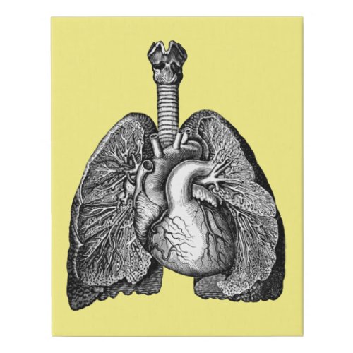 Human Biology Anatomy Heart Lungs Science Art Faux Canvas Print