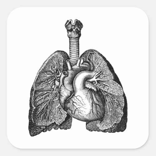 Human Biology Anatomy Heart Lungs Science Art Square Sticker