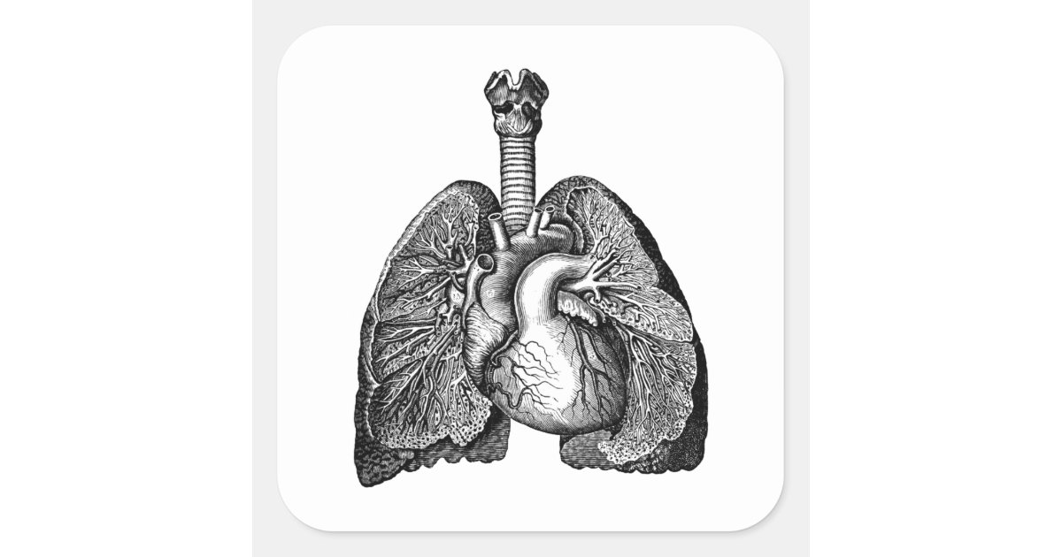 black and white human heart image