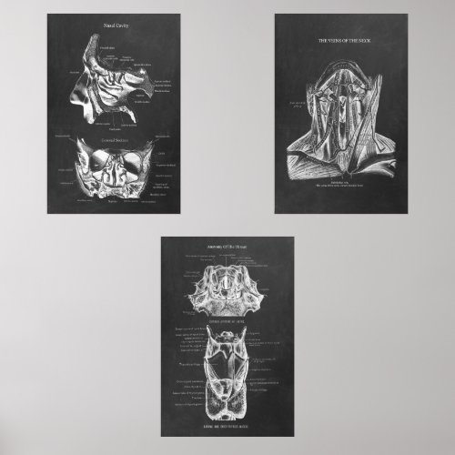 Human Body Anatomy ENT Wall Art Sets