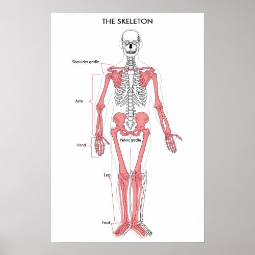 Human Body Anatomy Skeleton Anatomical Bone Chart 