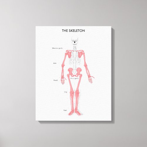 Human Body Anatomy Skeleton Anatomical Bone Chart  Canvas Print