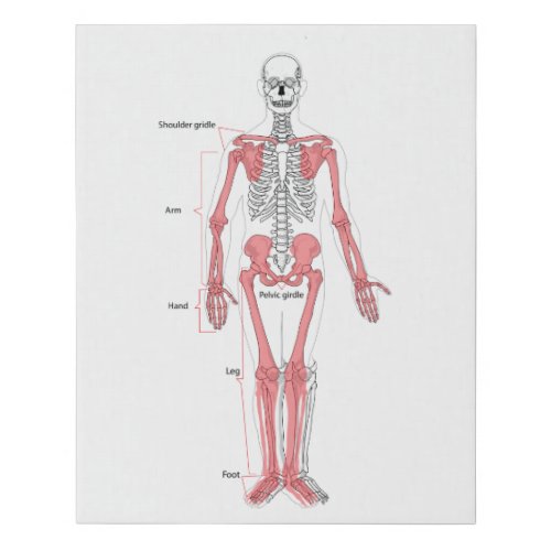 Human Body Anatomy Skeleton Anatomical Bone Chart  Faux Canvas Print