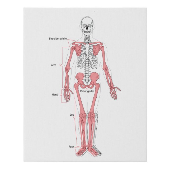 Human Body Anatomy Skeleton Anatomical Bone Chart  Faux Canvas Print (Front)