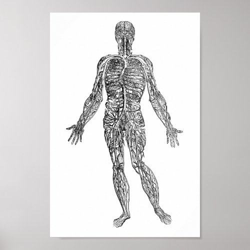 Human Body Anatomy Veins Arteries Art Poster