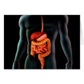 Human Body And Digestive System (Front Horizontal)