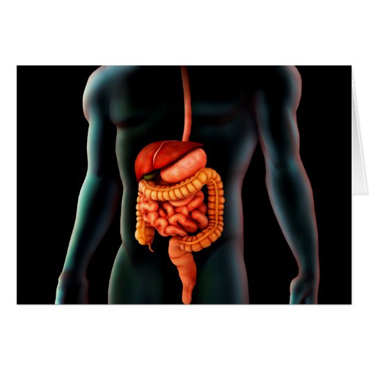 Human Body And Digestive System (Front Horizontal)