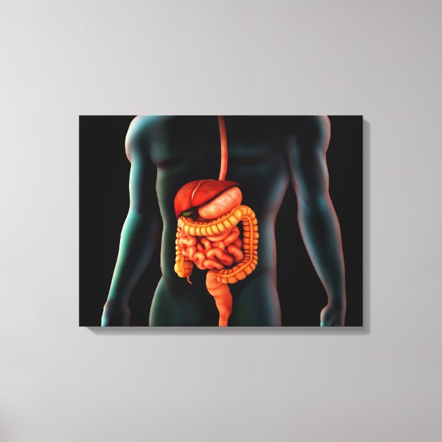 Human Body And Digestive System Canvas Print (Front)