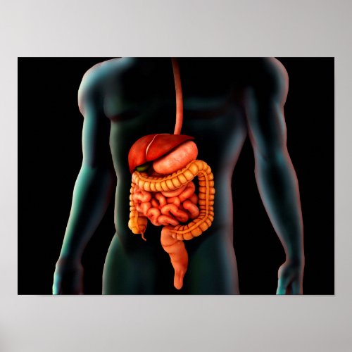 Human Body And Digestive System Poster