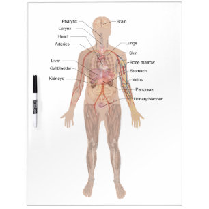 Human Body- Diagram Dry-Erase Board