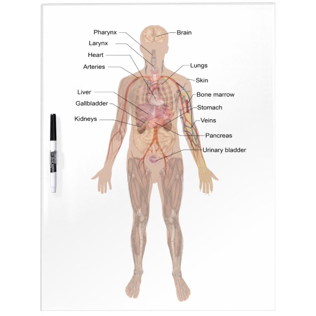 Human Body- Diagram Dry-Erase Board (Front)