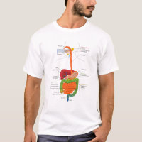 Human Body Digestive System Gastrointestinal Tract