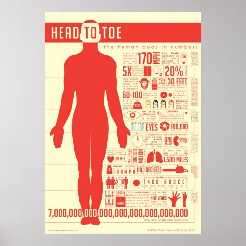 Human Body in Numbers Poster