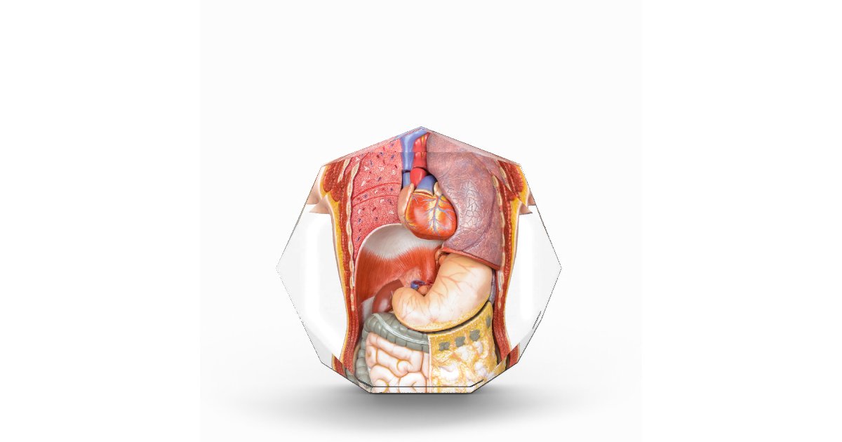Human body model with organs isolated on white award | Zazzle.com