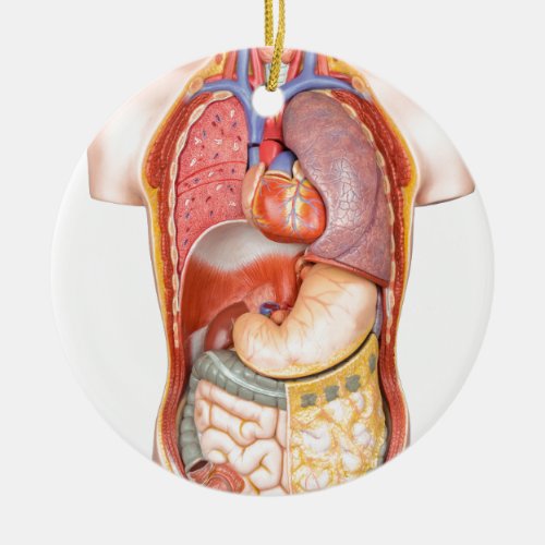 Human body model with organs isolated on white ceramic ornament