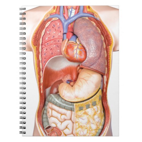 Human body model with organs isolated on white notebook