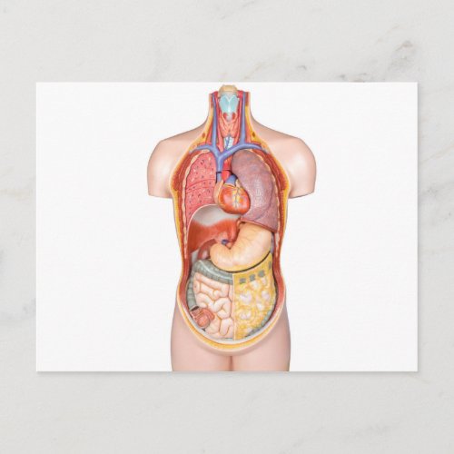 Human body model with organs isolated on white postcard