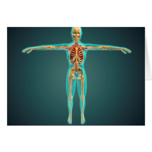 Human Body Showing Skeletal System Arteries 1