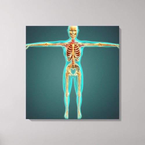 Human Body Showing Skeletal System Arteries 1 Canvas Print