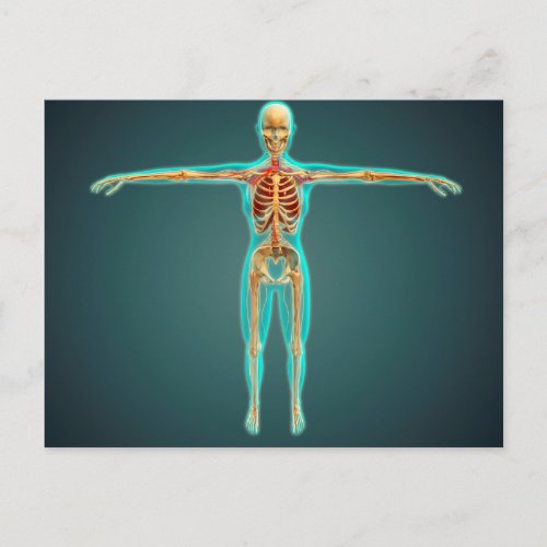 Human Body Showing Skeletal System Arteries 1 Postcard