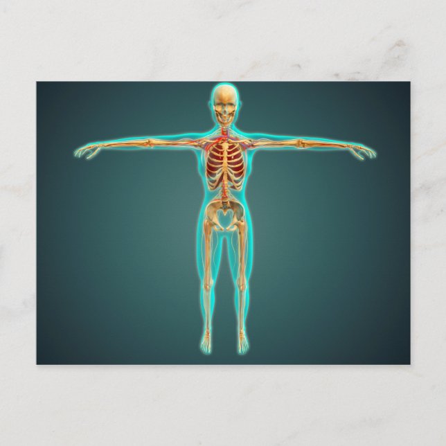 Human Body Showing Skeletal System, Arteries 1 Postcard (Front)