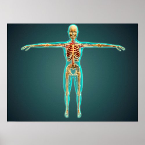 Human Body Showing Skeletal System Arteries 1 Poster