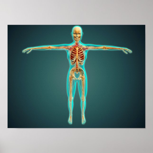 Human Body Showing Skeletal System, Arteries 1 Poster (Front)
