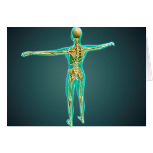 Human Body Showing Skeletal System Arteries 2